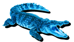 BlueCrocodile logo